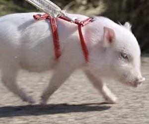 Picture of pig from commerical, aka Mr. Bombastic
